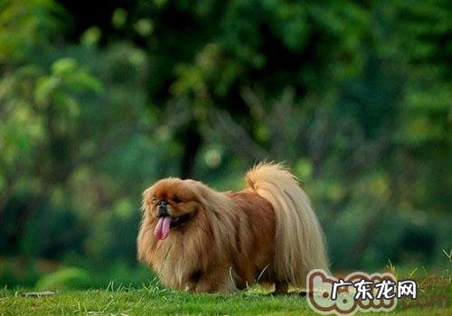 小狗也是有报仇心理状态