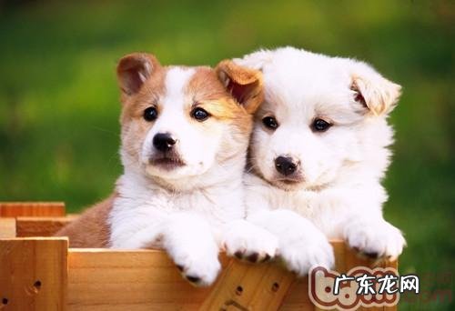 狗狗吃鱼是不是可用