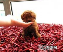 小狗到底能吃辣吗