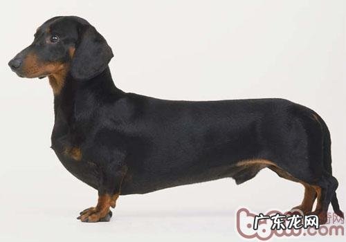 喂犬只有喂八分饱