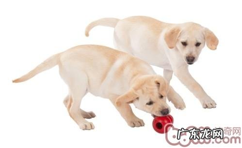 小狗的饮食搭配生长习性详细介绍