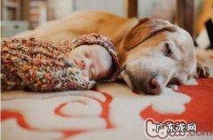 这些小宠物更易教會小孩的事