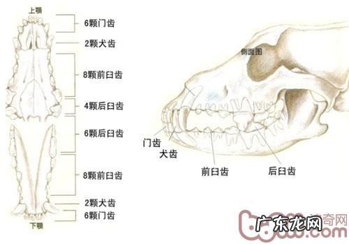 狗狗牙齿牙齿咬合情况了解多少