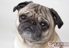 狗狗牙齿牙齿咬合情况了解多少