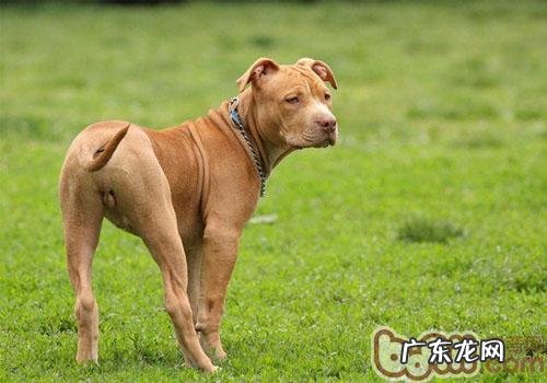 怎样对小狗开展体型分类