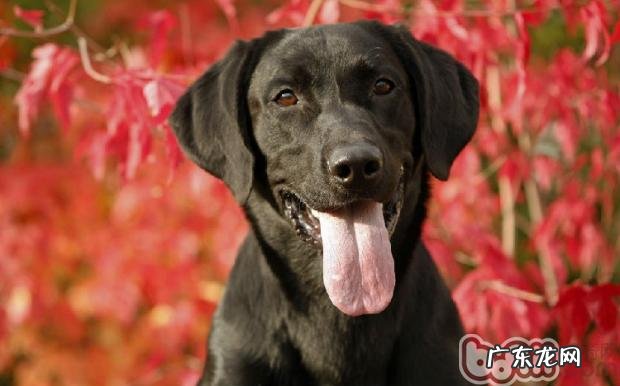 如何选择小狗清洁用具