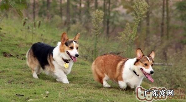 小狗肛门口的头发剪修