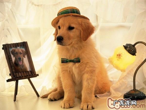 小狗肚子饿了是啥主要表现