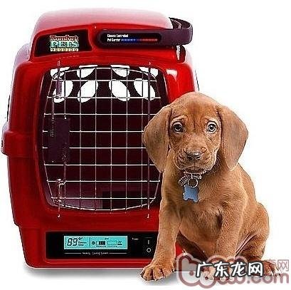 宠物托运的常见问题