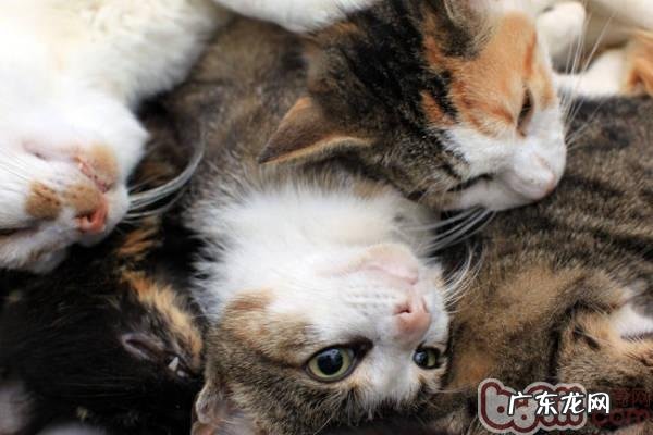 为何青年志愿者要援助流浪动物