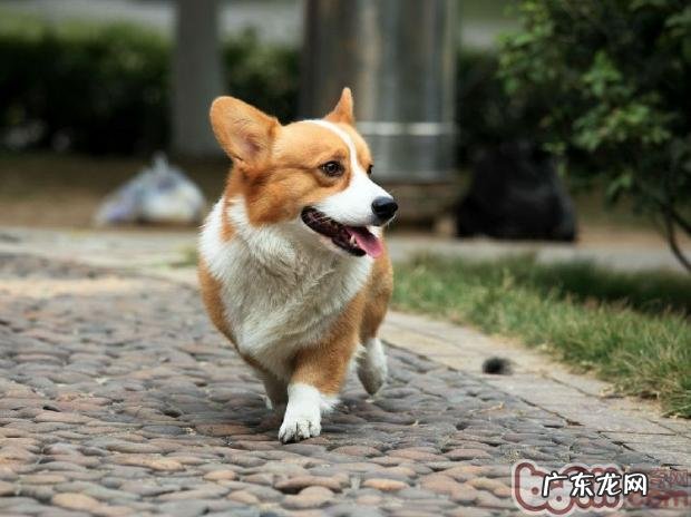 小狗是否可以使每天喝豆浆