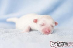 冬天怎样确保小狗优良睡眠质量