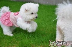 日常日常生活该怎样防止狗狗骨折