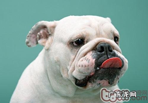 养宠物家中除蟑螂的安全性方式