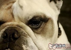 不一样性別的小狗性情差别大