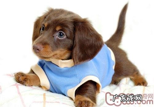 怎样为小狗量身定制