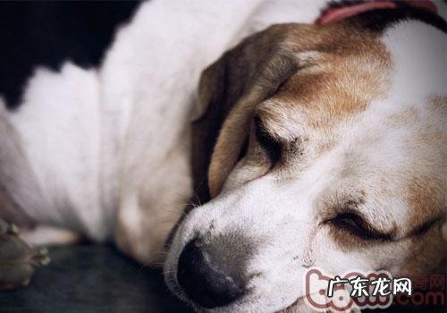 老年人小宠物的身心健康保养