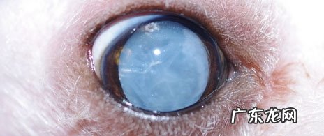 老年人小宠物的身心健康保养