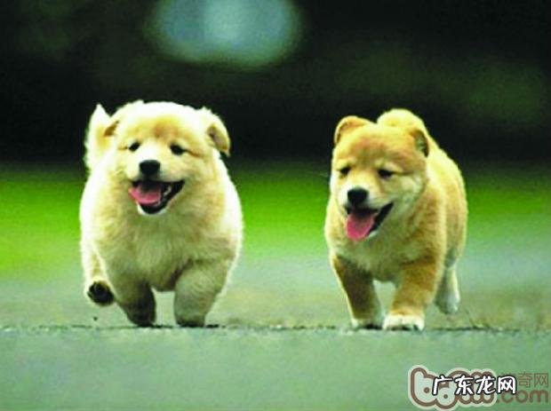 危害小狗个性化的根本原因