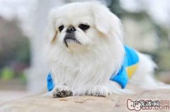 怎么知道京巴犬是否会乱咬