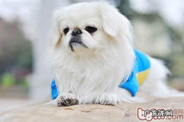 怎么知道京巴犬是否会乱咬