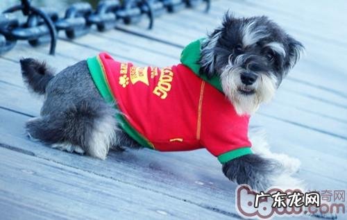 分析小狗与众不同的生理学生长习性