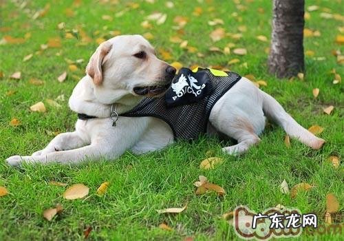 缓解小狗智商衰落的对策