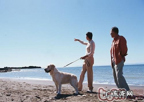 好主人必需的小狗散散步准则