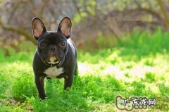 如何正确的为斗牛犬减肥瘦身