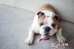 普遍斗牛犬长胖的原因