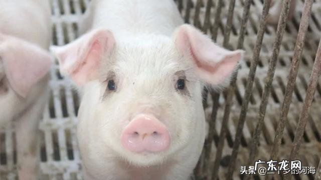 建一个共享养猪场怎么样,通过手机app大家共同参与养猪,利润平分?