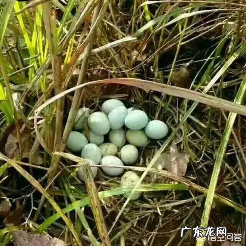 养肉鸡挣钱,还是蛋鸡?