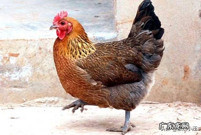 养肉鸡挣钱,还是蛋鸡?