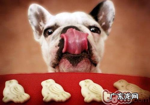 小宠物饮食搭配常见问题:今年春节吃什么好?