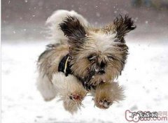 冬季为幼狗保暖的几类方式