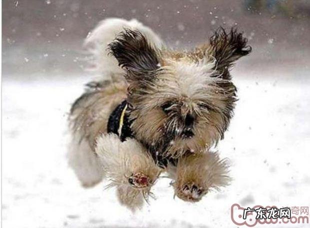 冬季为幼狗保暖的几类方式