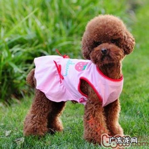 为小狗购买衣服裤子时的考虑