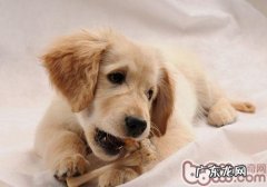 小狗为何不害怕在雪天里走动