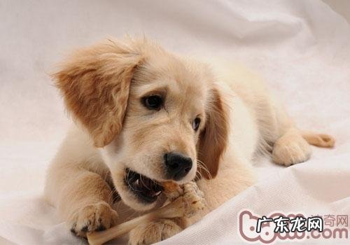 小狗为何不害怕在雪天里走动