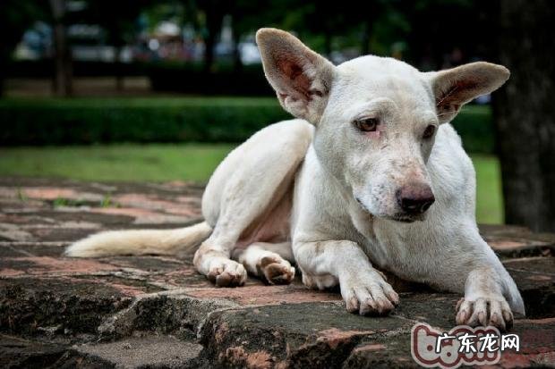 碰到流浪犬的恰当作法