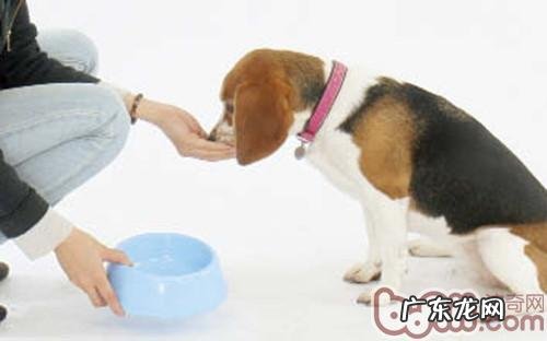 小狗用餐为何非常少咬合