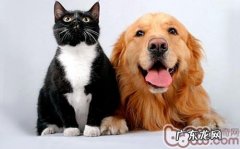 动物化石科学研究猫和狗系为同先祖