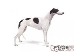 慢跑运动健将——灵缇犬