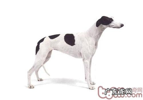 慢跑运动健将——灵缇犬