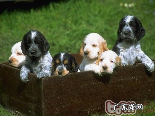 什么叫小狗的级别观念