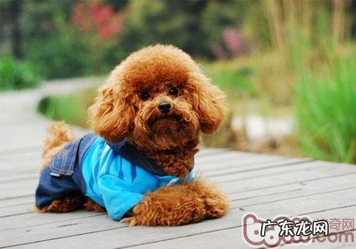 泰迪幼犬饲养的常见问题