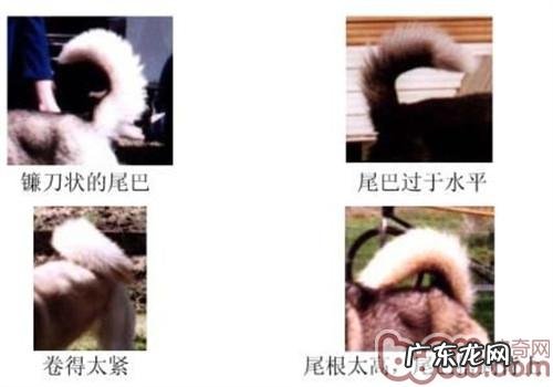 金毛的规范是啥