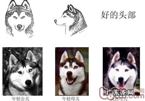 金毛的规范是啥