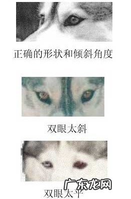 金毛的规范是啥