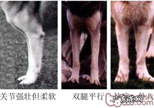 金毛的规范是啥